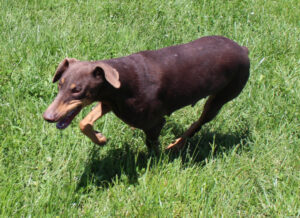 Anastasia von Sweet Pea Haus