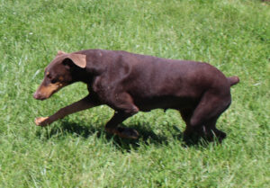 Anastasia von Sweet Pea Haus