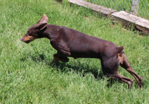 Anastasia von Sweet Pea Haus