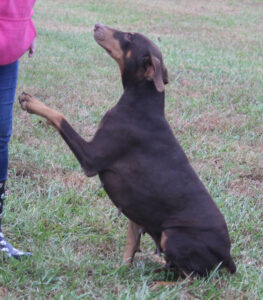 Anastasia von Sweet Pea Haus