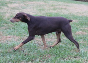 Anastasia von Sweet Pea Haus