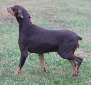 Anastasia von Sweet Pea Haus