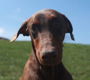 Elsa Jackson Vom Sweet Pea Haus