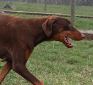 Elsa Jackson Vom Sweet Pea Haus