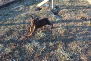 Sofya Cervena von Sweet Pea Haus