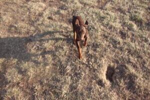 Sofya Cervena von Sweet Pea Haus