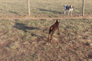Sofya Cervena von Sweet Pea Haus