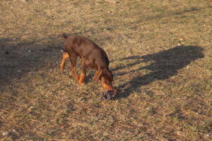 Sofya Cervena von Sweet Pea Haus