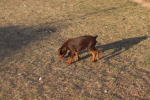 Sofya Cervena von Sweet Pea Haus