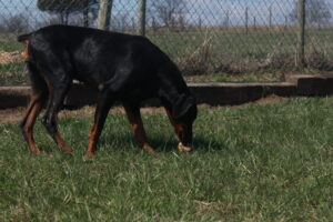 Princess Nakita Von Sweet Pea