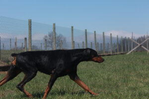 Princess Nakita Von Sweet Pea