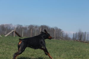 Princess Nakita Von Sweet Pea