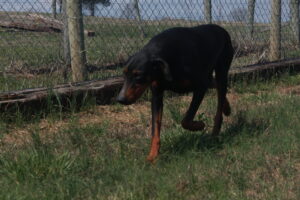 Princess Nakita Von Sweet Pea