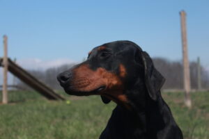 Princess Nakita Von Sweet Pea