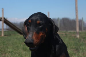 Princess Nakita Von Sweet Pea