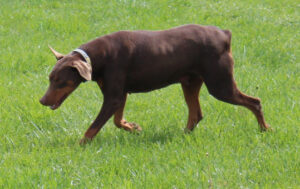 Molly Jo Von Sweet Pea Haus