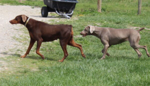 Molly Jo Von Sweet Pea Haus