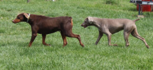 Molly Jo Von Sweet Pea Haus