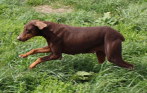 Knudson's Vallee Vue Boss Shirley