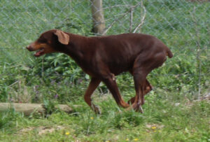 Knudson's Vallee Vue Boss Shirley