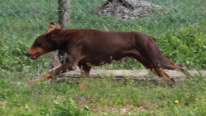 Knudson's Vallee Vue Boss Shirley