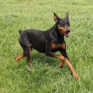 Vallee Vue Cache Creek Snapper