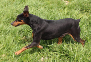 Vallee Vue Cache Creek Snapper