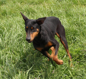 Vallee Vue Cache Creek Snapper