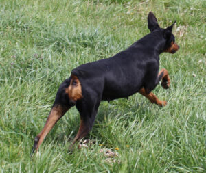 Vallee Vue Cache Creek Snapper