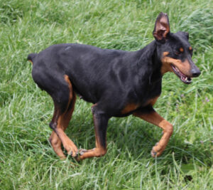 Vallee Vue Cache Creek Snapper